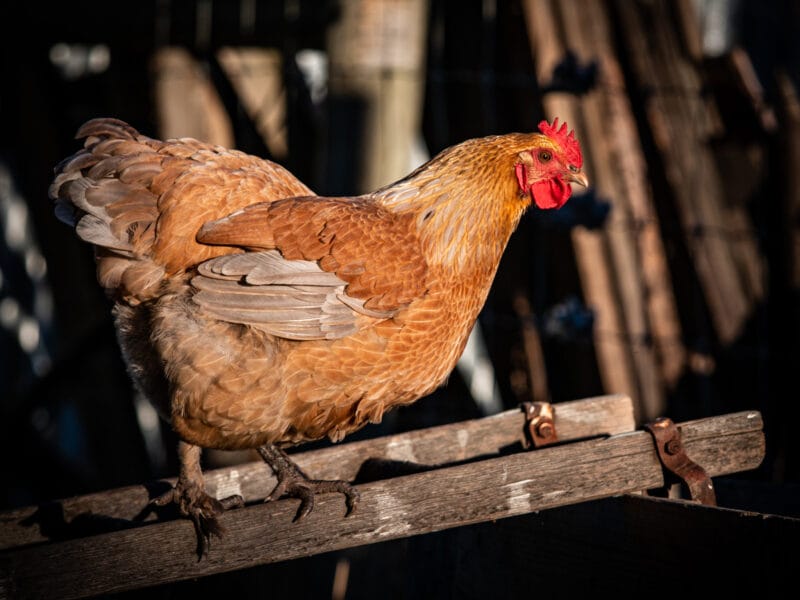 Luxury Private Railway Carriage Experience - It's Not Just Bed & Breakfast!