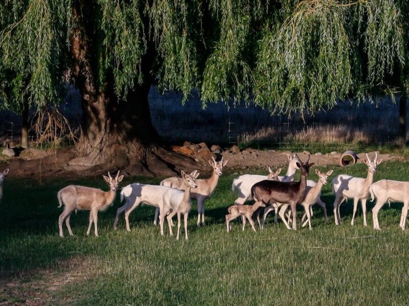 Luxury Private Railway Carriage Experience - It's Not Just Bed & Breakfast!