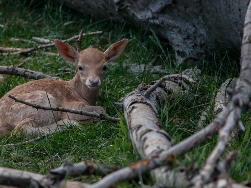 Luxury Private Railway Carriage Experience - It's Not Just Bed & Breakfast!