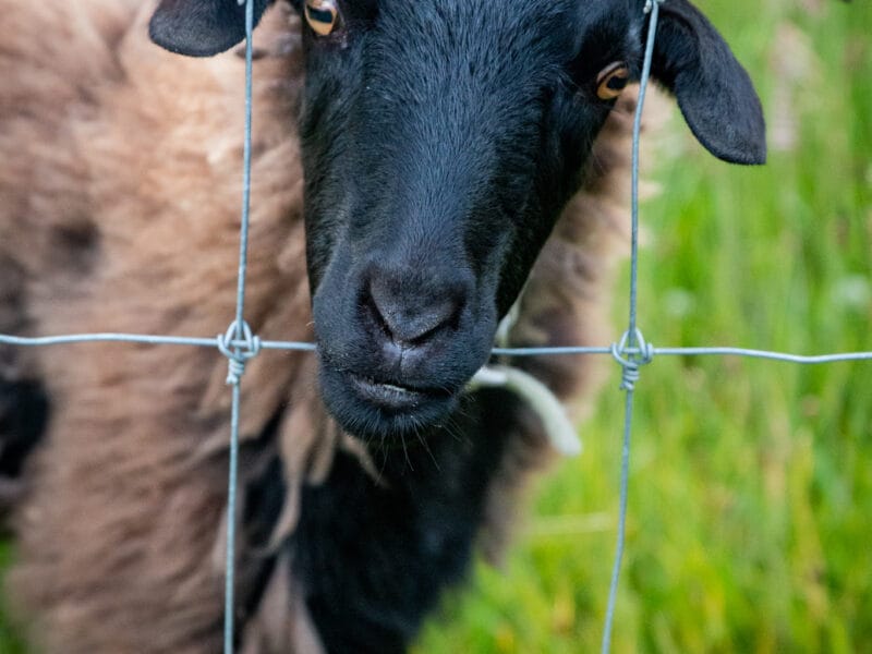 Luxury Private Railway Carriage Experience - It's Not Just Bed & Breakfast!