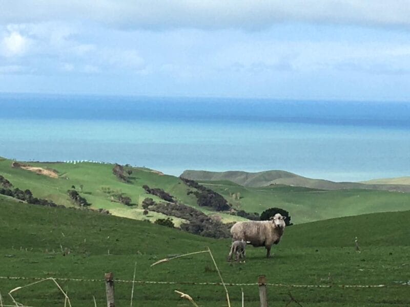 SEASCAPE - The Perfect Hideaway (Central Hawkes Bay)
