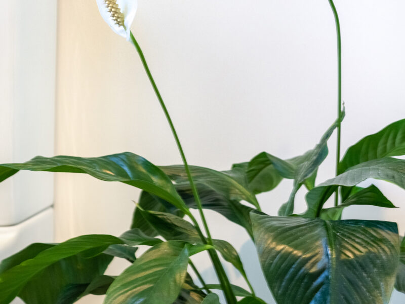 Sun, Sea, Panoramic Views: Spacious Cass Bay Beach house