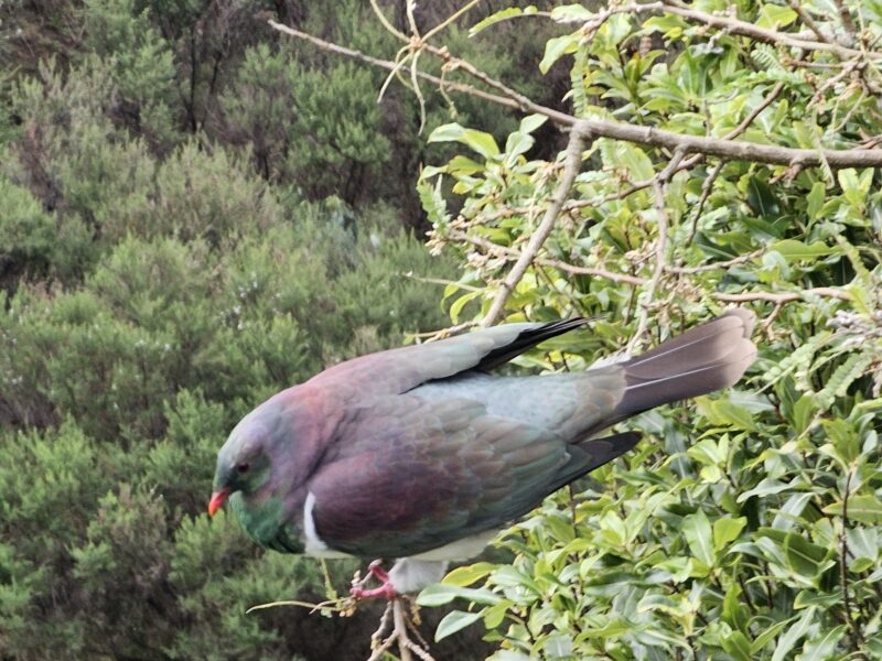 WAIKAWAU RETREAT -Thames Coast seaviews.
