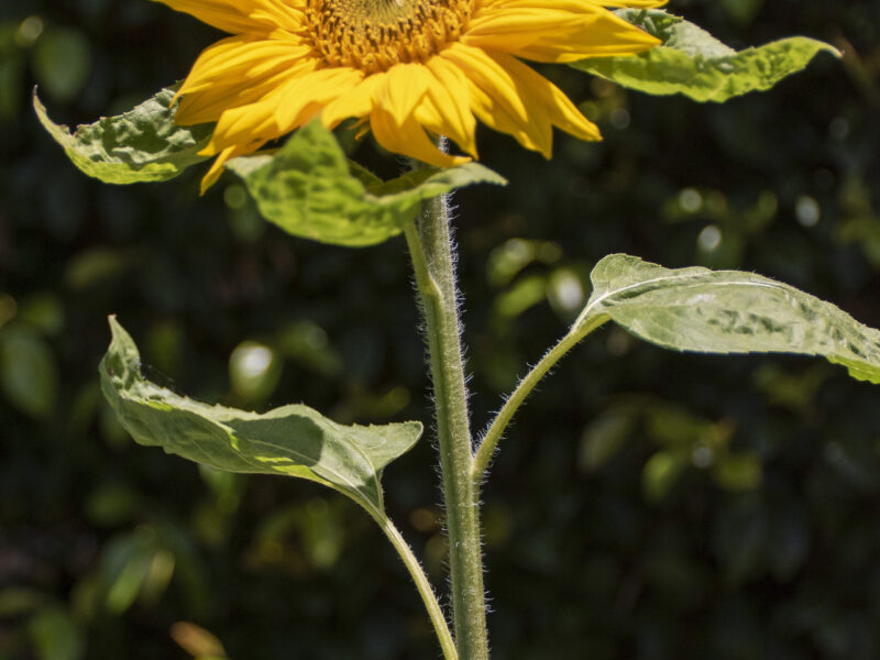 Streamside chalet in Golden Bay