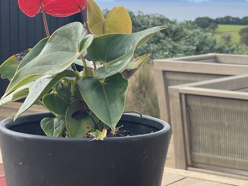 Ocean Vista Modern Eco Pods Tutukaka Coast