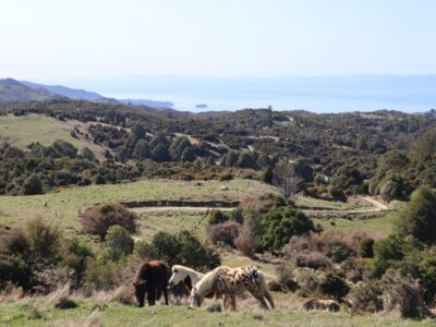 Settlers Camping Hut