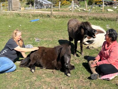 Settlers Camping Hut