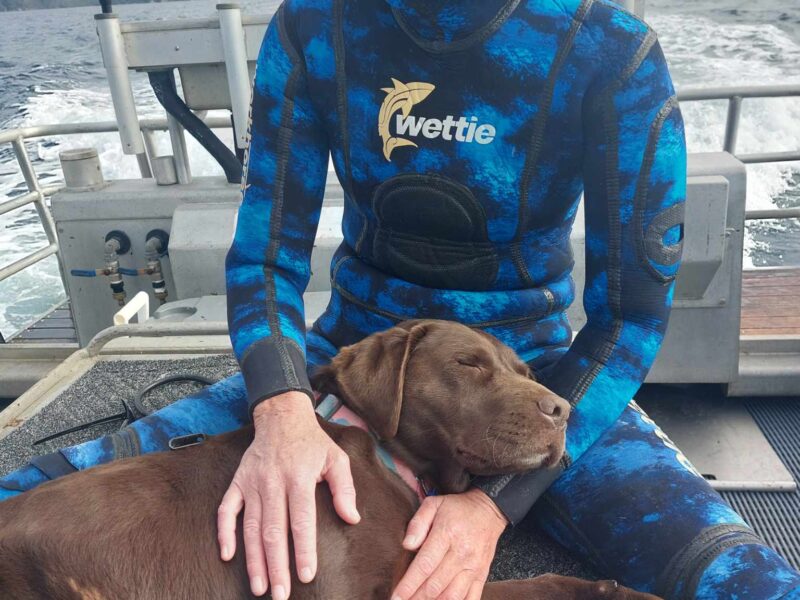 Stewart Island, New Zealand, Accommodation and Charters