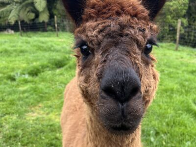 Fig Cottage luxury rural retreat