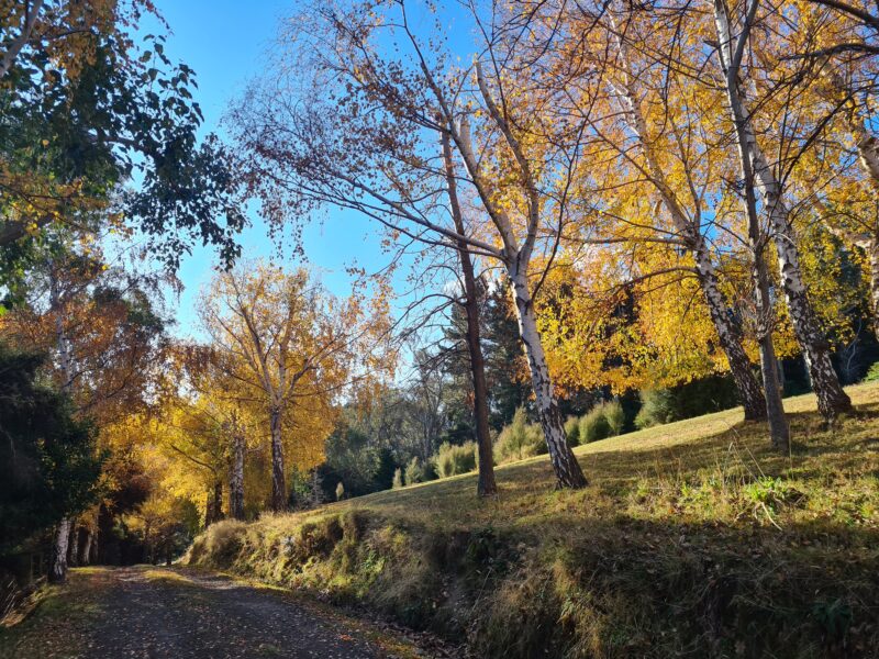 The Pack House Cabin