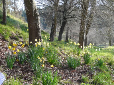 Tranquil Three Bedroom Cottage