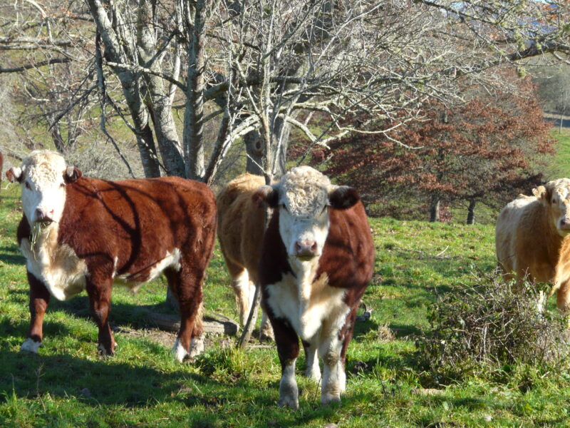 Tranquil Three Bedroom Cottage