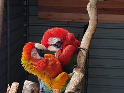 The Parrot Place - The Parrot’s Nest