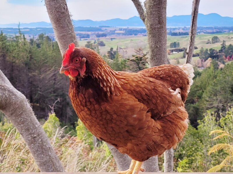 Tranquil Retreat with Stunning Views