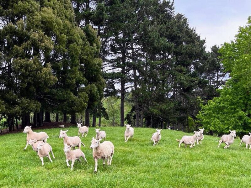 Karamu Homestead - our slice of bliss.