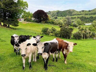 Karamu Homestead - our slice of bliss.