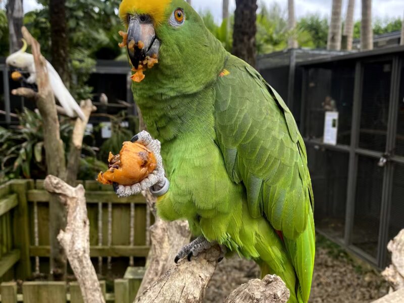 The Parrot Place - The Parrot’s Nest