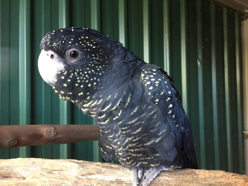 The Parrot Place - The Parrot’s Nest