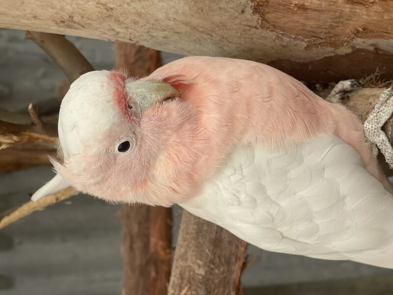 The Parrot Place - The Parrot’s Nest