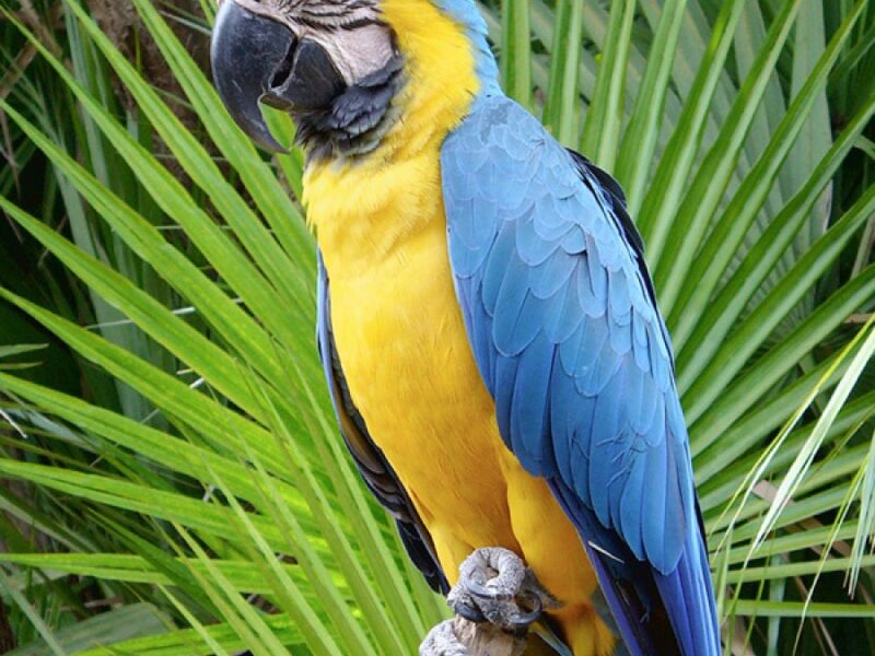 The Parrot Place - The Parrot’s Nest