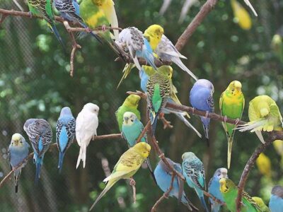 The Parrot Place - The Parrot’s Nest