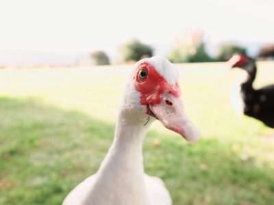 Tranquil Retreat with Stunning Views