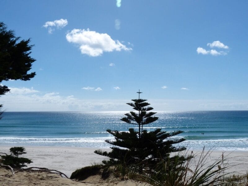 Nikau Cottage, Te Arai, Northland