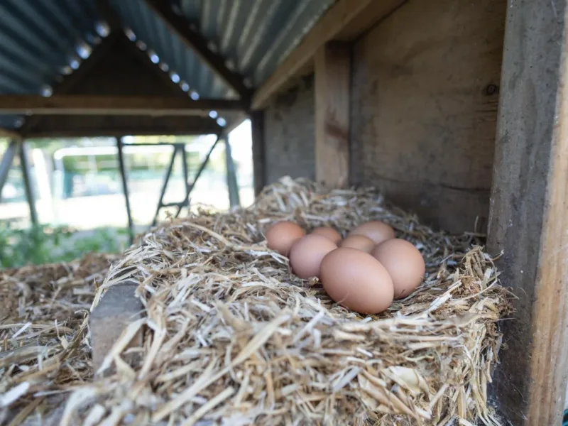The Barn & Bivvy - panoramic mountain and rural views