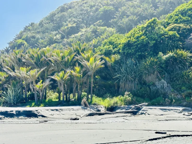 Bach 51 - Wilderness on the beach.