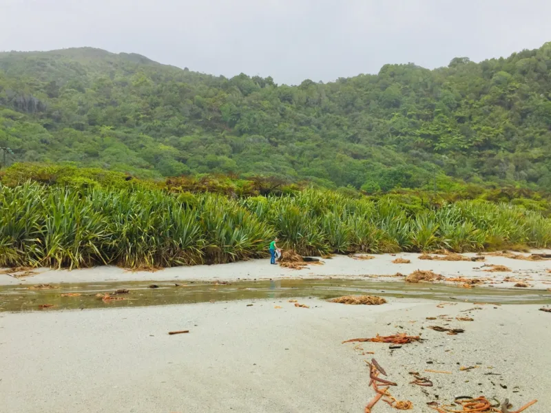 Waituhi at Whitehorse Bay ~ wrapped in nature