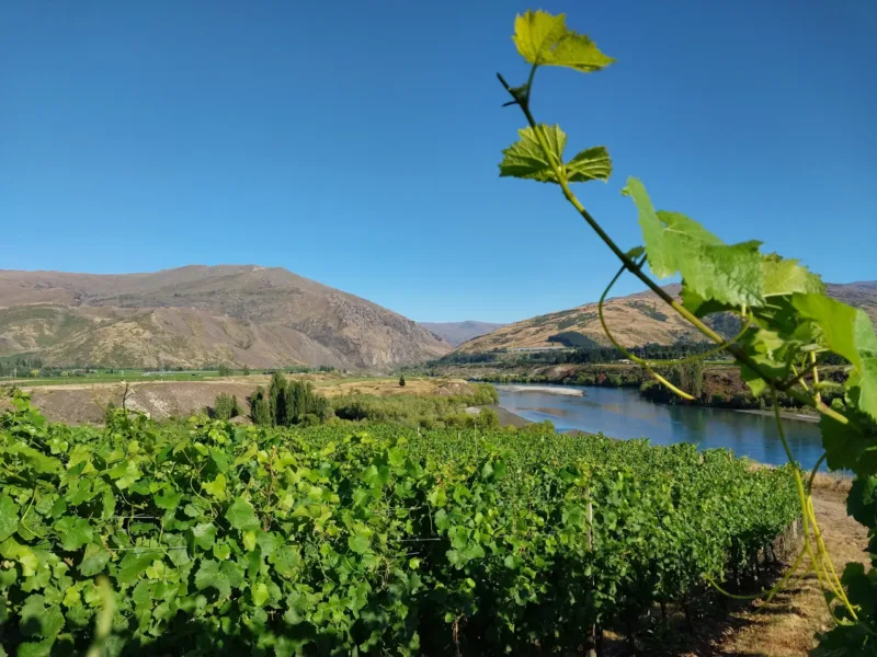 Kawarau Cottage - Vineyard and River Views