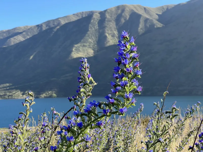 Lake Waitaki Waters at Lemon Springs: Private Haven of Peace and Calm