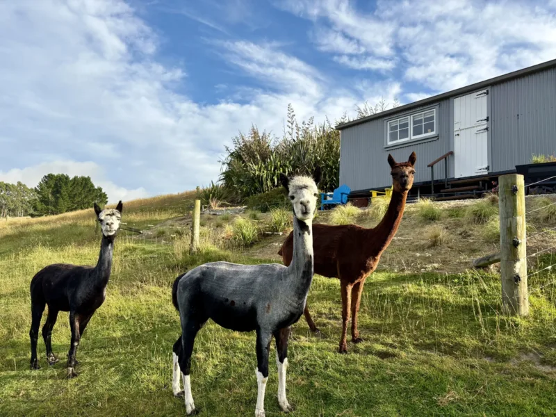 The Shepherds Rest: Oamaru Farmstay with Outdoor Bath, Alpacas & Sheep