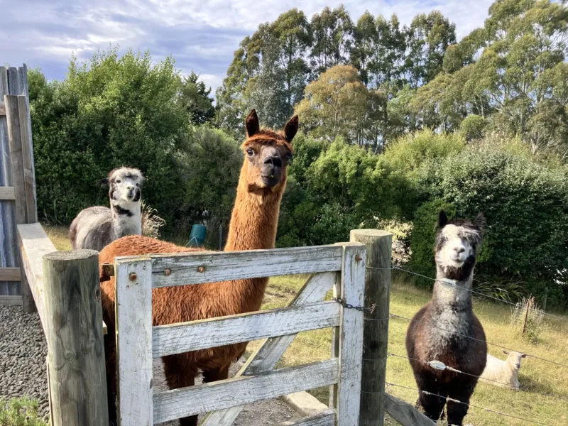 The Shepherds Rest: Oamaru Farmstay with Outdoor Bath, Alpacas & Sheep