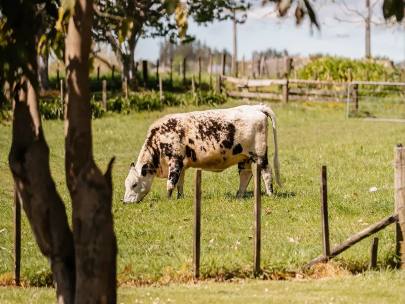 Serenity Farm Lodge